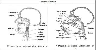 position larynx